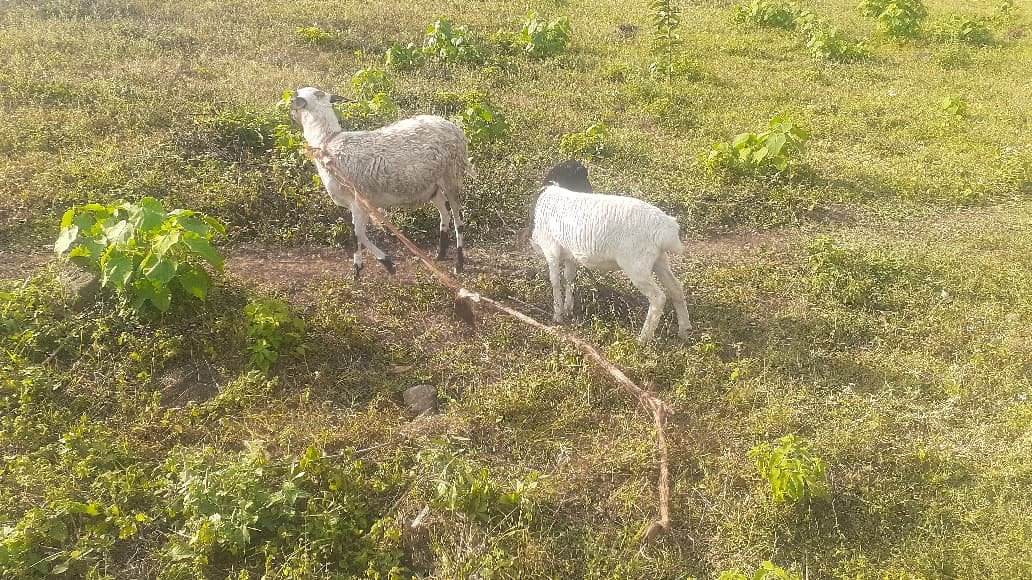 Sheep being cared for at the Tanzania project