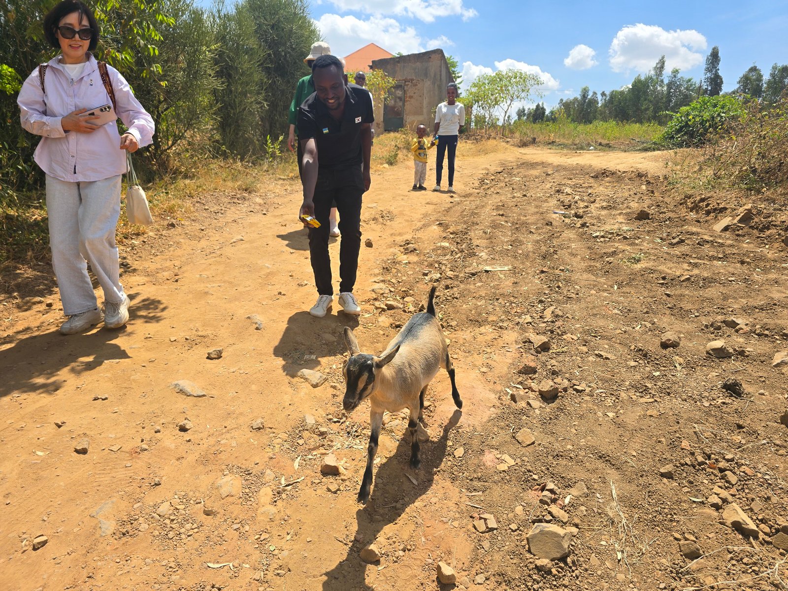 Goat at the UAIT Rwanda project site