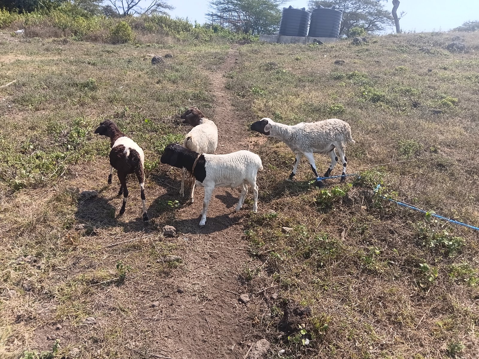 Tanzania livestock project landscape